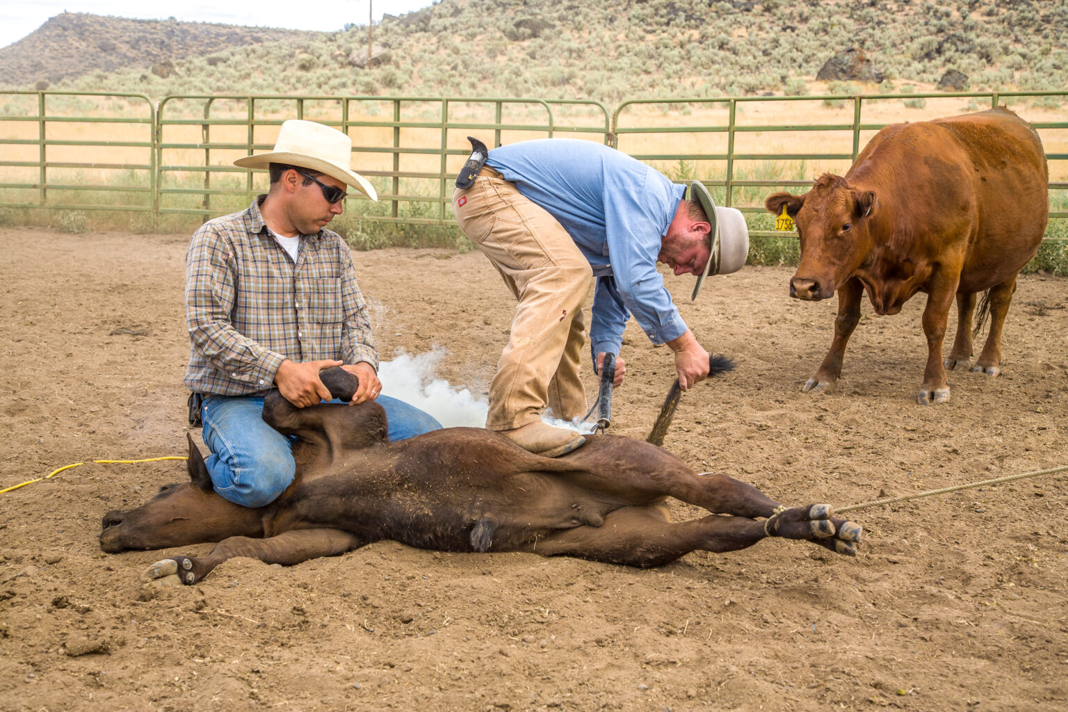 Montana Ranch Properties History and Facts on Branding Livestock in Montana